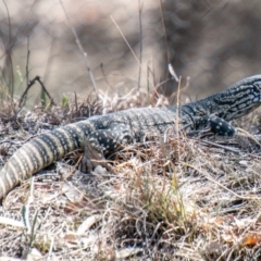 Varanus rosenbergi (Heath or Rosenberg's Monitor) at Gordon, ACT - 13 Nov 2019 by SWishart