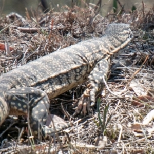 Varanus rosenbergi at Gordon, ACT - 13 Nov 2019