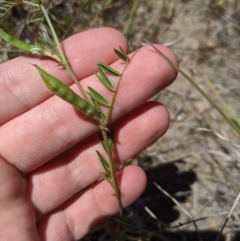 Vicia sp. (A Vetch) at Latham, ACT - 13 Nov 2019 by MattM