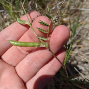 Vicia sp. at Latham, ACT - 13 Nov 2019