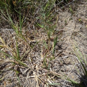 Vicia sp. at Latham, ACT - 13 Nov 2019