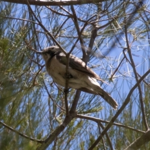 Chrysococcyx osculans at Stromlo, ACT - 13 Nov 2019