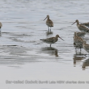 Limosa lapponica at Burrill Lake, NSW - 25 Oct 2019