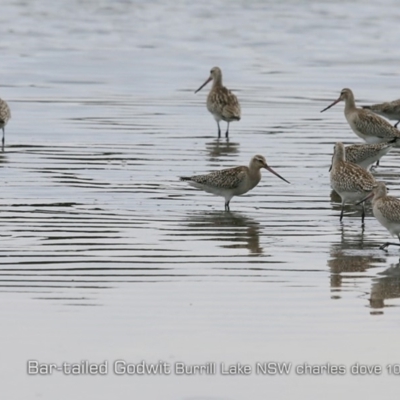 Limosa lapponica (Bar-tailed Godwit) at Burrill Lake, NSW - 25 Oct 2019 by CharlesDove