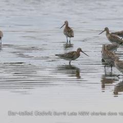Limosa lapponica (Bar-tailed Godwit) at Burrill Lake, NSW - 24 Oct 2019 by Charles Dove