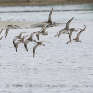 Limosa lapponica at Burrill Lake, NSW - 25 Oct 2019