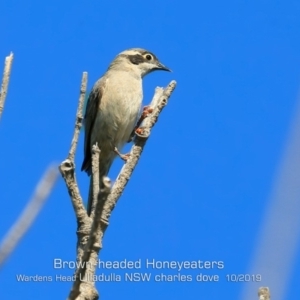 Melithreptus brevirostris at Ulladulla - Warden Head Bushcare - 27 Oct 2019