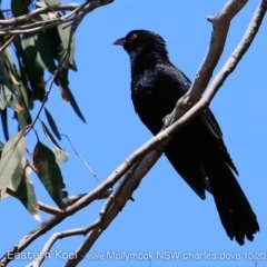 Eudynamys orientalis (Pacific Koel) at Mollymook, NSW - 25 Oct 2019 by CharlesDove