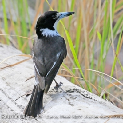 Cracticus torquatus (Grey Butcherbird) at Termeil, NSW - 24 Oct 2019 by Charles Dove