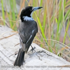Cracticus torquatus (Grey Butcherbird) at Meroo National Park - 24 Oct 2019 by Charles Dove