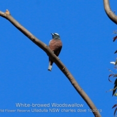 Artamus superciliosus (White-browed Woodswallow) at Ulladulla Wildflower Reserve - 25 Oct 2019 by CharlesDove