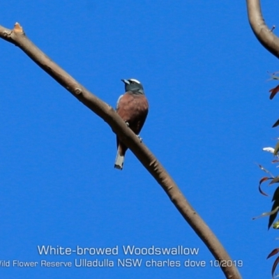 Artamus superciliosus (White-browed Woodswallow) at Ulladulla Wildflower Reserve - 25 Oct 2019 by CharlesDove
