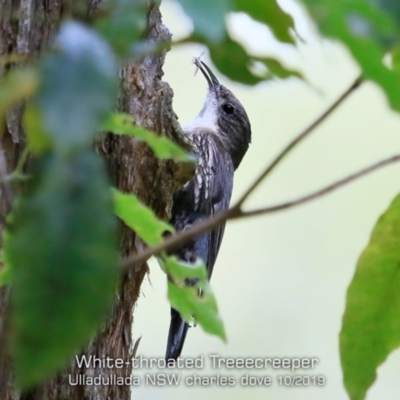 Cormobates leucophaea (White-throated Treecreeper) at Ulladulla Wildflower Reserve - 26 Oct 2019 by CharlesDove