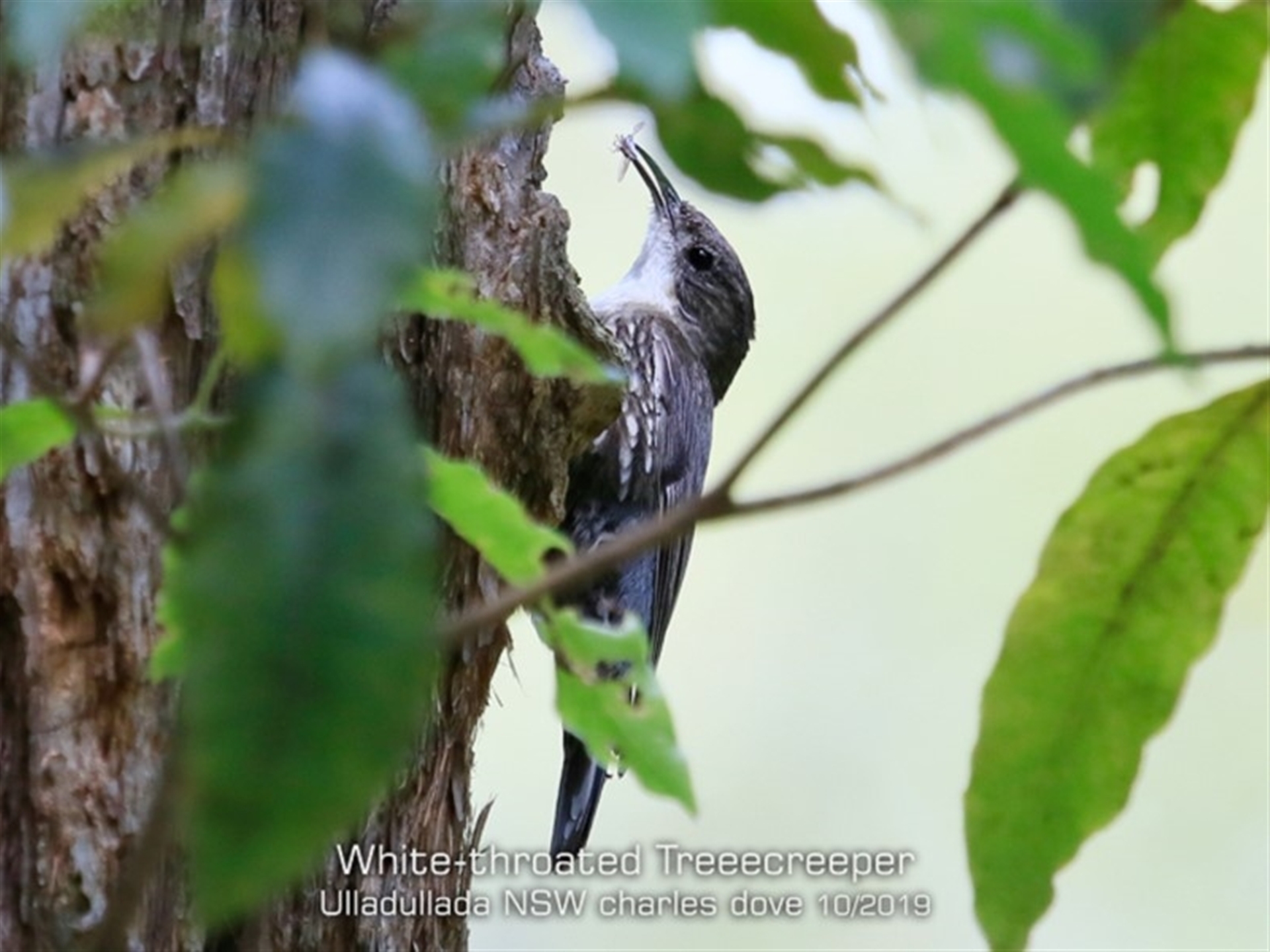 Cormobates leucophaea at Ulladulla, NSW - 26 Oct 2019 12:00 AM