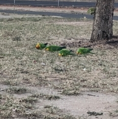 Polytelis swainsonii (Superb Parrot) at Macquarie, ACT - 13 Nov 2019 by Lisa.Jok