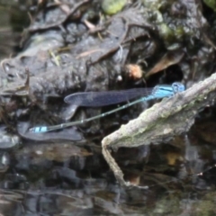 Pseudagrion microcephalum (Blue Riverdamsel) at Eden, NSW - 10 Nov 2019 by HarveyPerkins