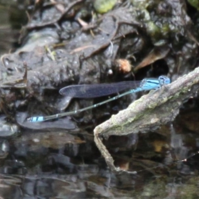 Pseudagrion microcephalum (Blue Riverdamsel) at Lake Curalo - 10 Nov 2019 by HarveyPerkins