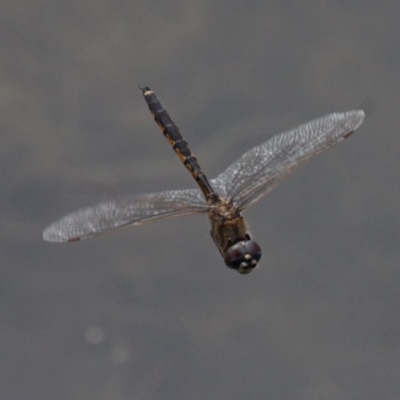 Hemicordulia tau (Tau Emerald) at Eden, NSW - 10 Nov 2019 by HarveyPerkins