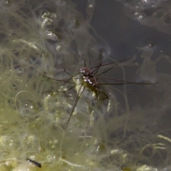 Tenagogerris euphrosyne (Water Strider) at Lake Curalo - 10 Nov 2019 by HarveyPerkins