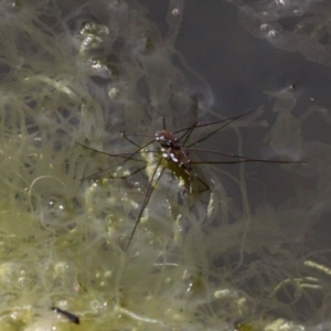 Tenagogerris euphrosyne at Lake Curalo - 10 Nov 2019 11:31 AM