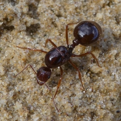 Aphaenogaster longiceps (Funnel ant) at Eden, NSW - 9 Nov 2019 by HarveyPerkins