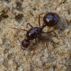 Aphaenogaster longiceps (Funnel ant) at Eden, NSW - 8 Nov 2019 by HarveyPerkins