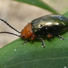 Lamprolina (genus) (Pittosporum leaf beetle) at Eden, NSW - 8 Nov 2019 by HarveyPerkins