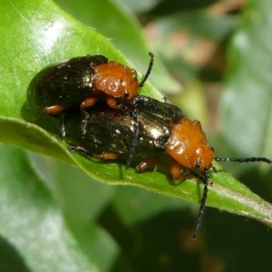 Lamprolina (genus) at Eden, NSW - 9 Nov 2019 10:34 AM