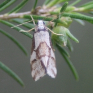 Anestia semiochrea at Lake Curalo - 9 Nov 2019