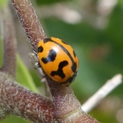 Coccinella transversalis (Transverse Ladybird) at Eden, NSW - 9 Nov 2019 by HarveyPerkins