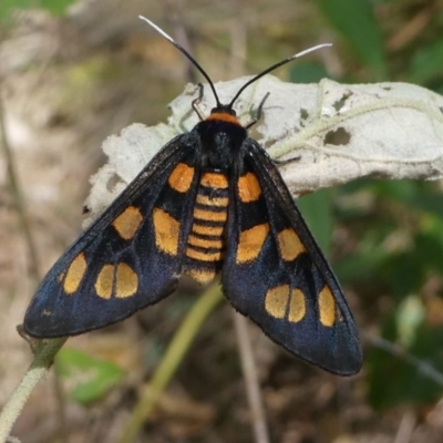 Amata nigriceps (A Handmaiden moth) at Eden, NSW - 8 Nov 2019 by HarveyPerkins