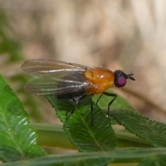 Sapromyza sp. (A lauxaniid fly) at Eden, NSW - 8 Nov 2019 by HarveyPerkins