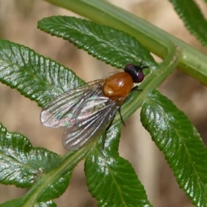 Sapromyza sciomyzina at Eden, NSW - 9 Nov 2019 10:36 AM