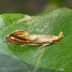 Thema (genus) (A Concealer moth) at Eden, NSW - 8 Nov 2019 by HarveyPerkins