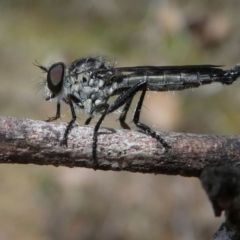 Unidentified Robber fly (Asilidae) (TBC) at Eden, NSW - 8 Nov 2019 by HarveyPerkins