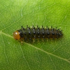 Lamprolina impressicollis (Pittosporum leaf beetle) at Eden, NSW - 8 Nov 2019 by HarveyPerkins