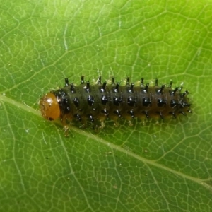 Lamprolina impressicollis at Eden, NSW - 9 Nov 2019