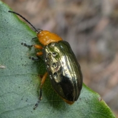 Lamprolina (genus) (Pittosporum leaf beetle) at Eden, NSW - 9 Nov 2019 by HarveyPerkins