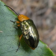 Lamprolina (genus) (Pittosporum leaf beetle) at Eden, NSW - 8 Nov 2019 by HarveyPerkins