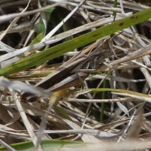 Caledia captiva at Eden, NSW - 9 Nov 2019 11:38 AM