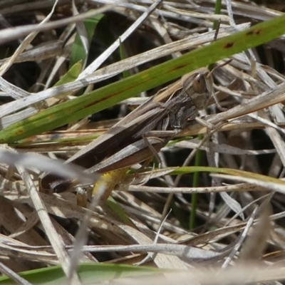 Caledia captiva (grasshopper) at Eden, NSW - 9 Nov 2019 by HarveyPerkins