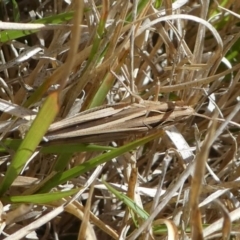 Caledia captiva at Eden, NSW - 9 Nov 2019 11:38 AM