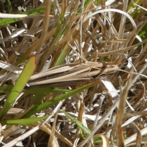 Caledia captiva at Eden, NSW - 9 Nov 2019