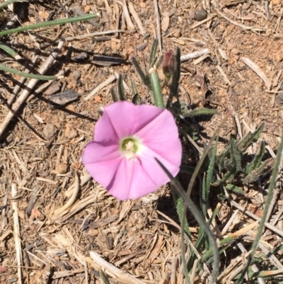 Convolvulus angustissimus subsp. angustissimus (Australian Bindweed) at Hughes, ACT - 13 Nov 2019 by kieranh