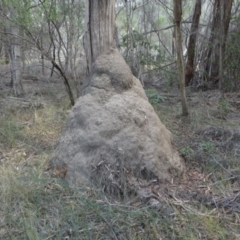 Termitoidae (informal group) (Unidentified termite) at Eden, NSW - 9 Nov 2019 by HarveyPerkins