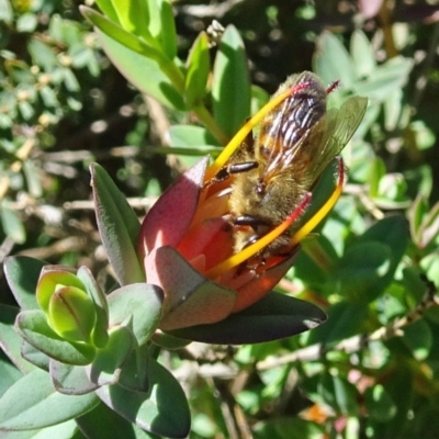Apis mellifera (European honey bee) at Isaacs, ACT - 13 Nov 2019 by galah681