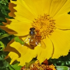 Apis mellifera at Isaacs, ACT - 13 Nov 2019 by galah681