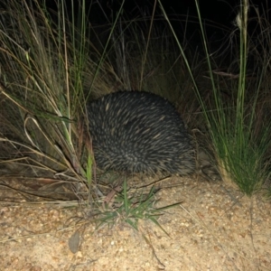 Tachyglossus aculeatus at Chapman, ACT - 4 Nov 2019