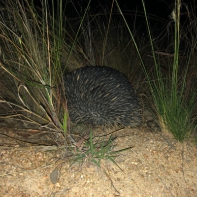 Tachyglossus aculeatus (Short-beaked Echidna) at Chapman, ACT - 4 Nov 2019 by Nat