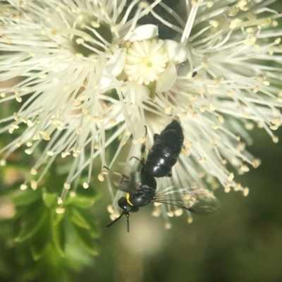 Hylaeus (Gnathoprosopoides) bituberculatus (Hylaeine colletid bee) at ANBG - 6 Nov 2019 by PeterA
